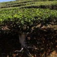 Cameron Highlands, vous prendrez bien une tasse de thé? Quelques éclaircissements sur le processus de fabrication du thé, de la plantation des théiers, à la cueillette des feuilles et à leur transformation en thé noir à infuser!