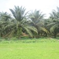 Découvrez le palmier à huile, principale exportation agricole de la Malaisie