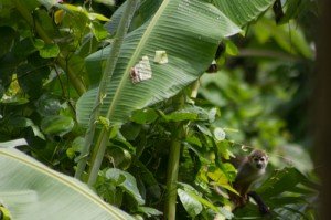 Un singe Saimiri - Chemin du Rorota