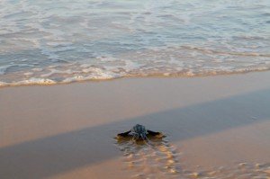 Les bébés tortues luths rejoignent la mer...