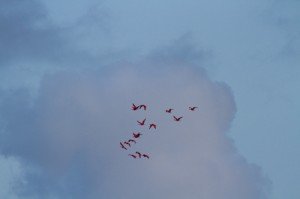 ibis rouges