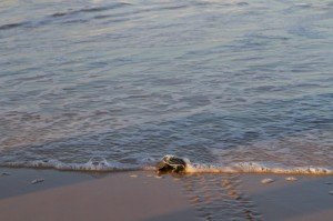 premier contact des tortues luth avec la mer