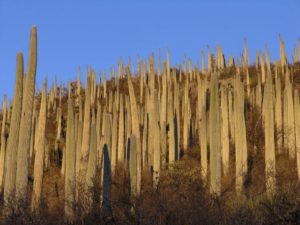 All Stand Up - Todos de Pie - Columnar cacti (Tetecheras - Neobuxbaumia tetezo); área entre Tehuacan y Zapotitlán Salinas, Puebla, Mexico. I guess you could say we really liked this place.