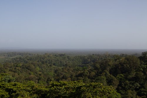 La forêt à perte de vue - Cacao