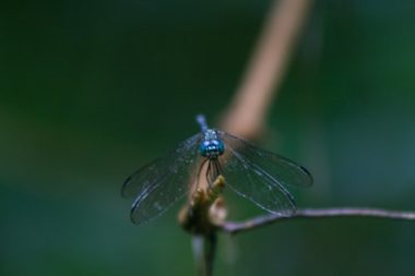 Libellule