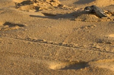 emergence-tortue-luth-lutte
