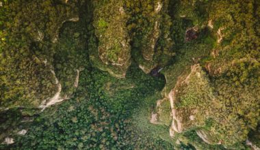 Vue du ciel d'une foret